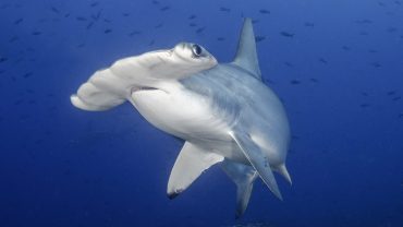 Why are Sharks Endangered and Which Shark Species are Most at Risk?