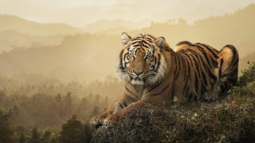 The Best Tiger Documentaries