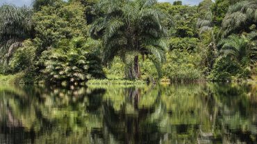 The Legend of Mokele-Mbembe: Africa’s Hidden Dinosaur