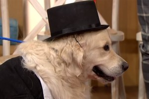 Woman Marries Dog