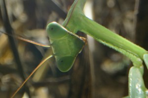 A praying mantis in Netflix's Tiny Creatures
