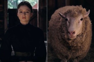 dickinson sheep no more