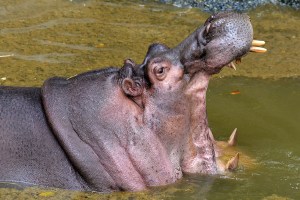 COCAINE HIPPOS