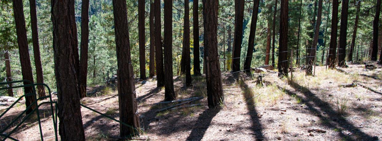 forest floor clear of debris