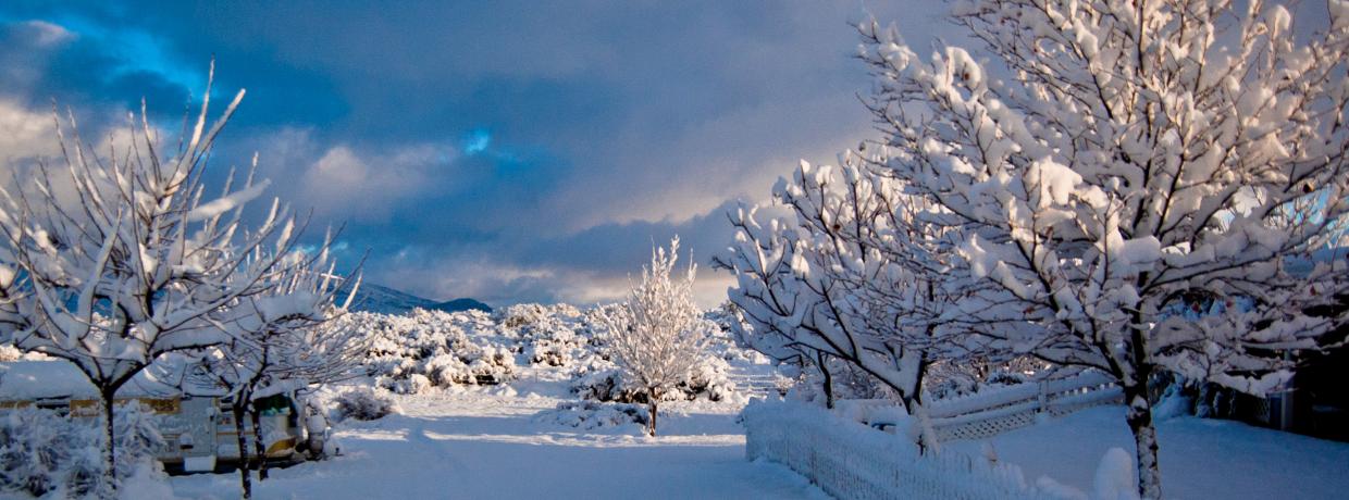 Winter scene in an Arizona Forest