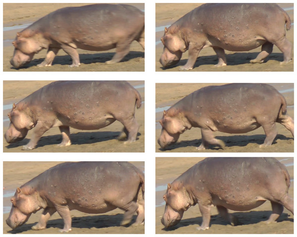 Footfall patterns and foot-on/foot-off definition examples for hippo locomotion data analysis.