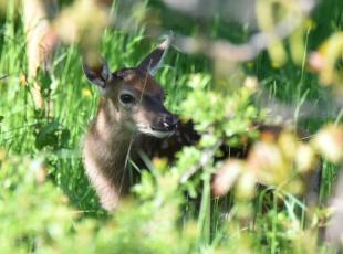 Abruzzo, il tariffario per la caccia al cervo: «50 euro per un cucciolo». Scoppia la polemica