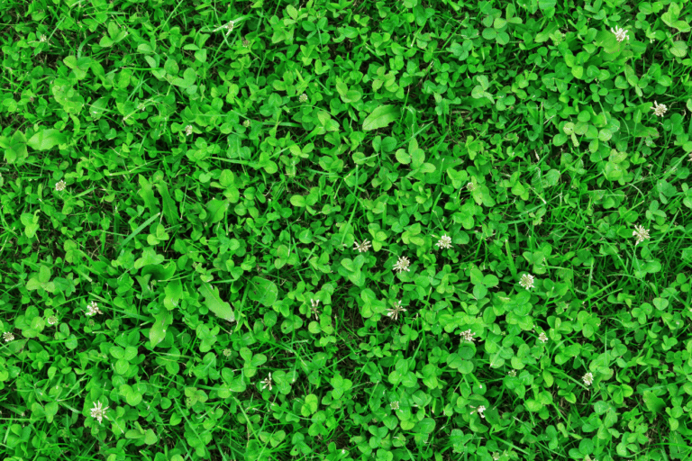 Clover Lawn