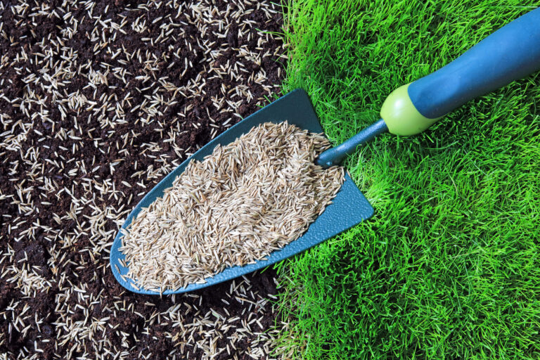 How much does it cost to reseed your lawn