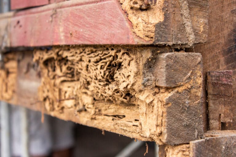 Termites and termite damage on a house.