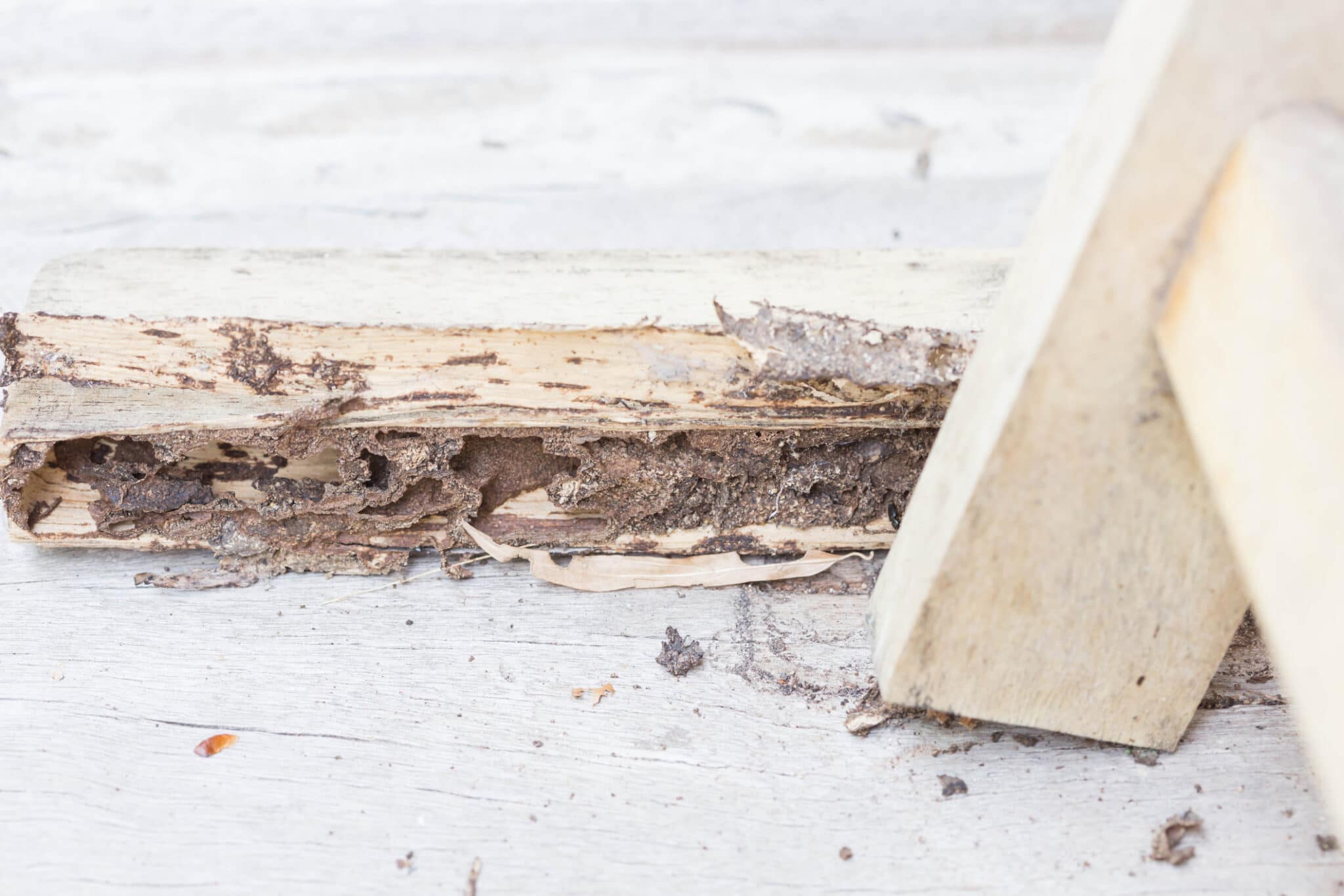 Termite Damage