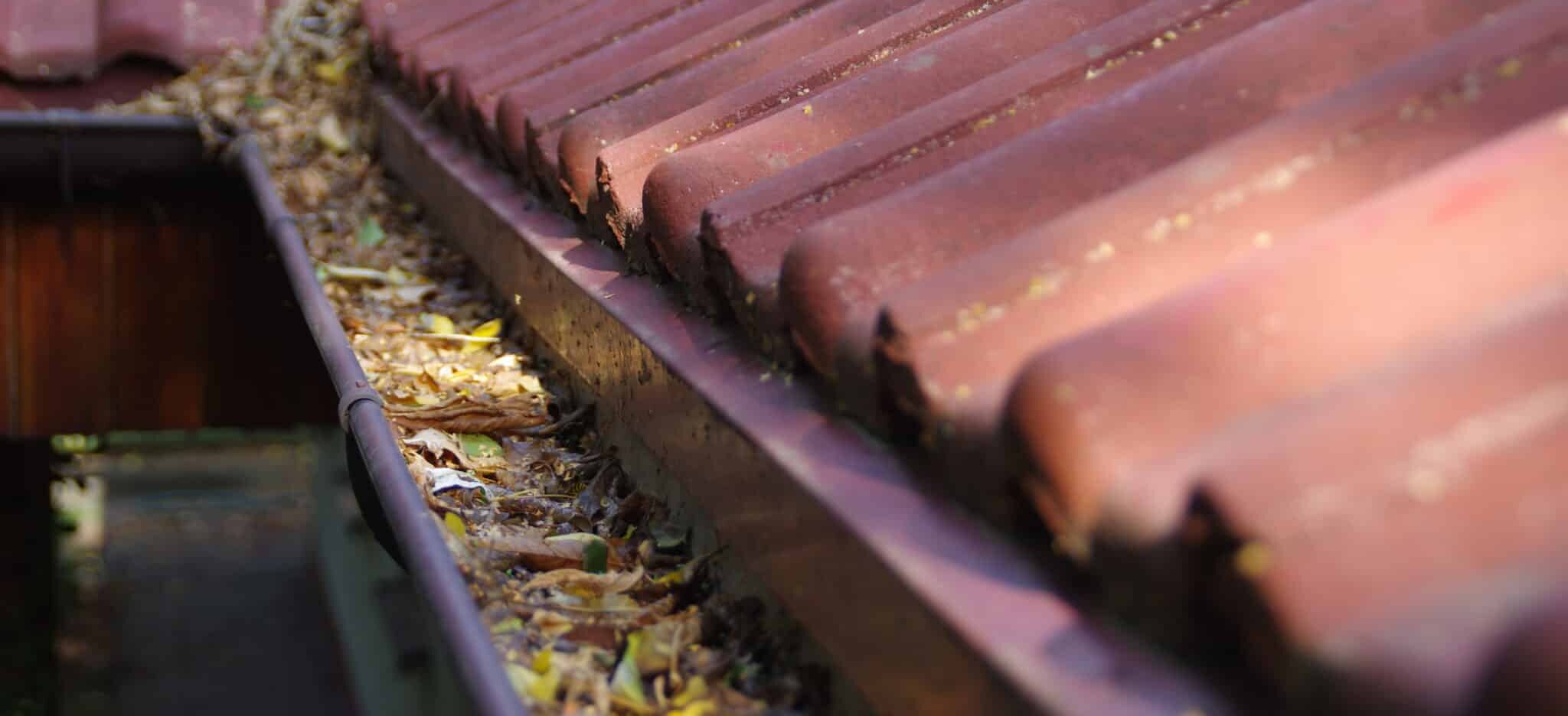 Clogged gutter through the leaves. Spring and autumn cleaning of the roof gutter.