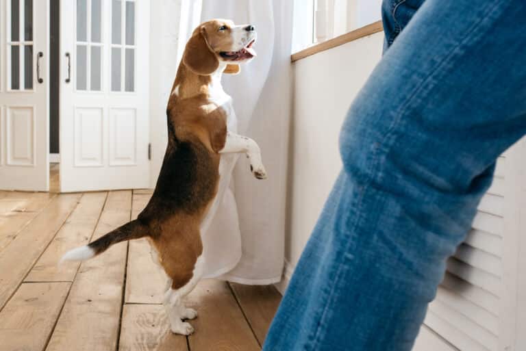 Beagle dog stands on its hind legs and looks out the window. In the foreground sits the owner of a dog.