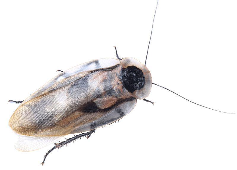 death's head cockroach