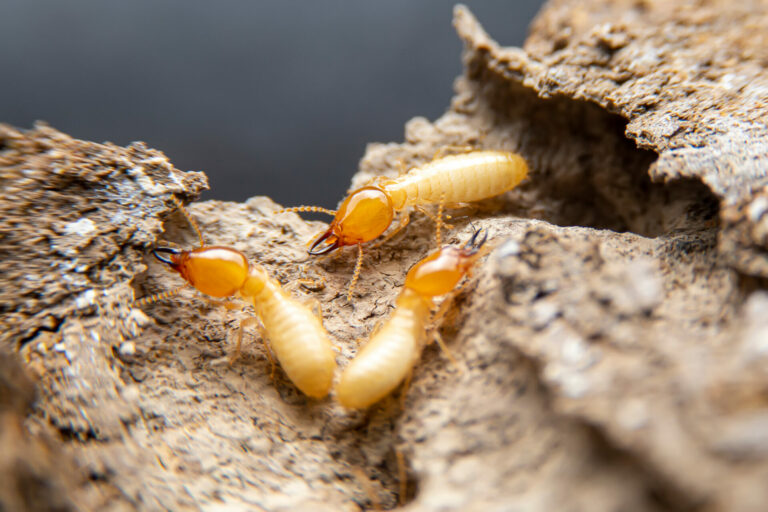 Selective focus of the small termite on decaying timber. The termite on the ground is searching for food to feed the larvae in the cavity.