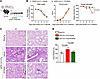 The postinfection treatment with DF2593A reduced lung pathology/disfunction