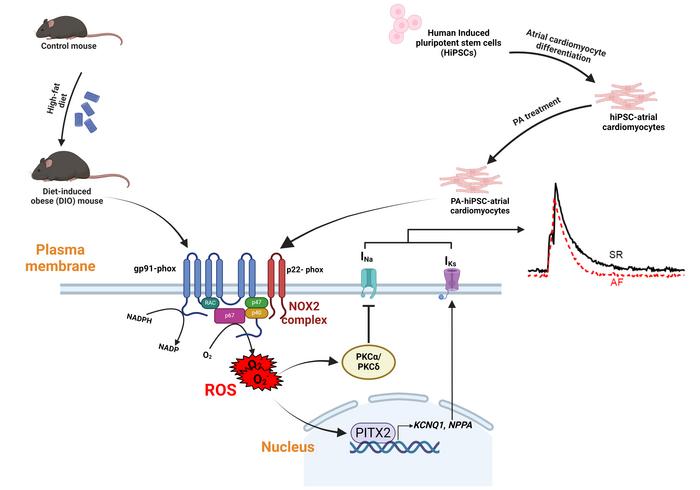 graphical abstract