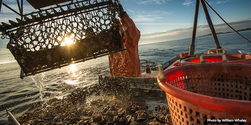 Maryland’s Oyster Fishery Experienced Robust Harvest in the 2023-2024 Season