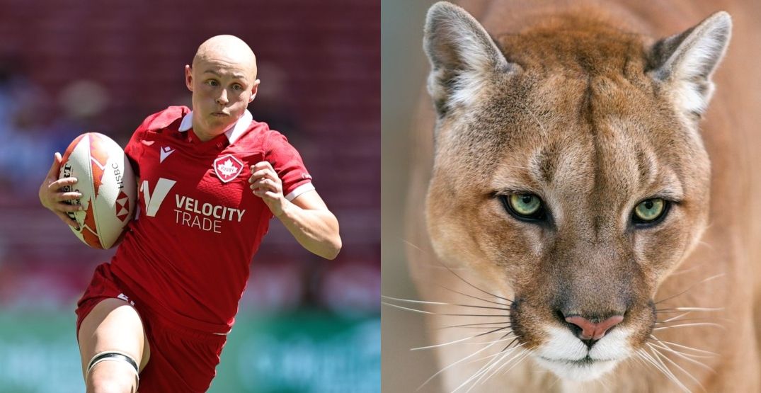 Cougar attacks Canadian Olympic rugby player on Vancouver Island