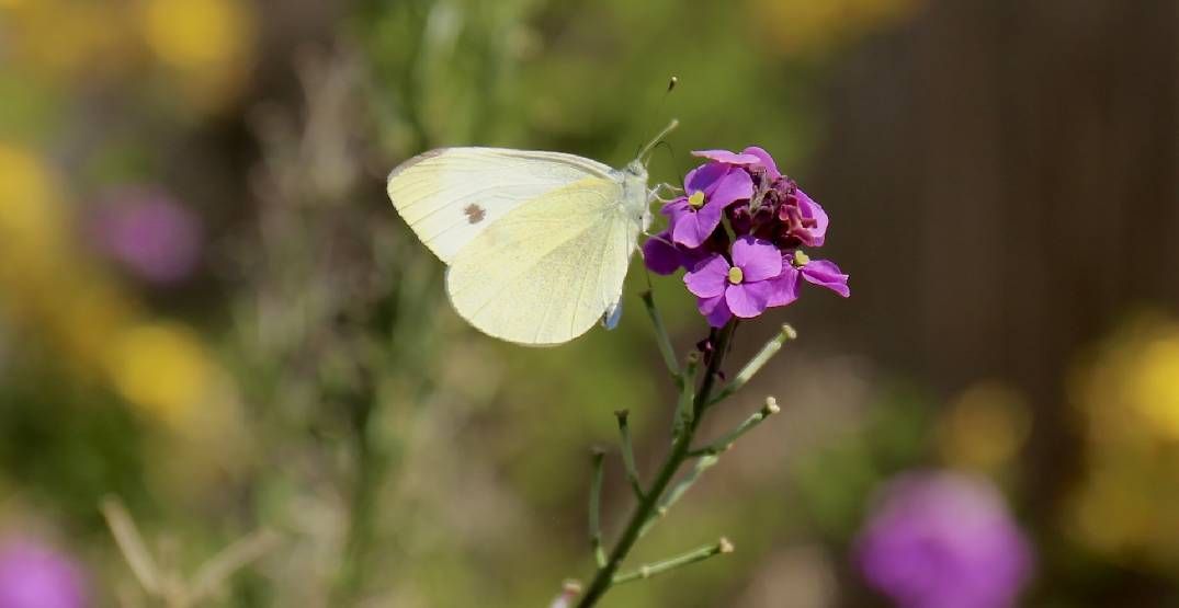 A Cabbage White butterfly rests on a flower. (Dr. Michelle Tseng/UBC)