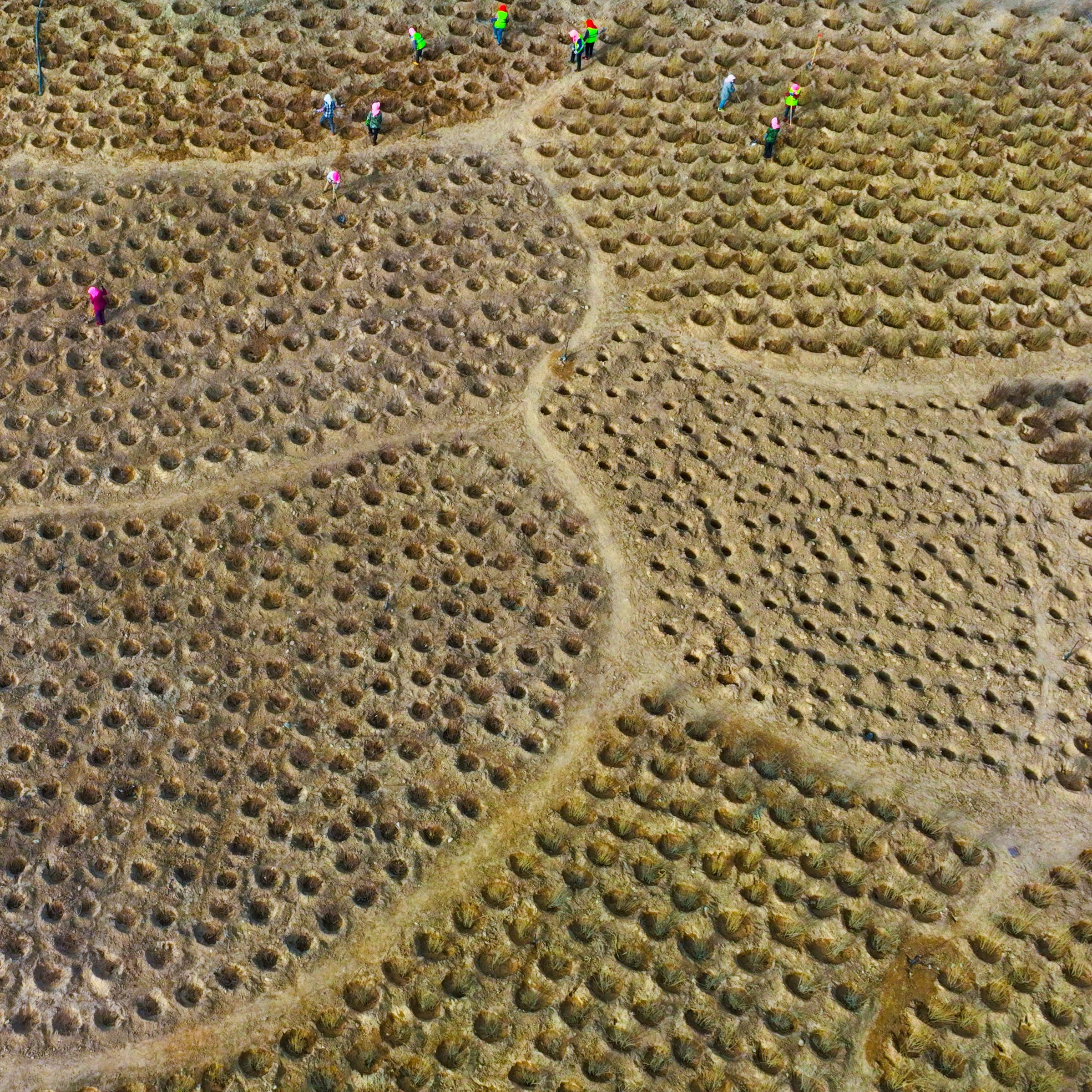 An aerial view of workers among a field of tree saplings.