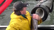 Scientist Explains Viral Fish Cannon Video