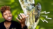 Bug Expert Explains Why Cicadas Are So Loud