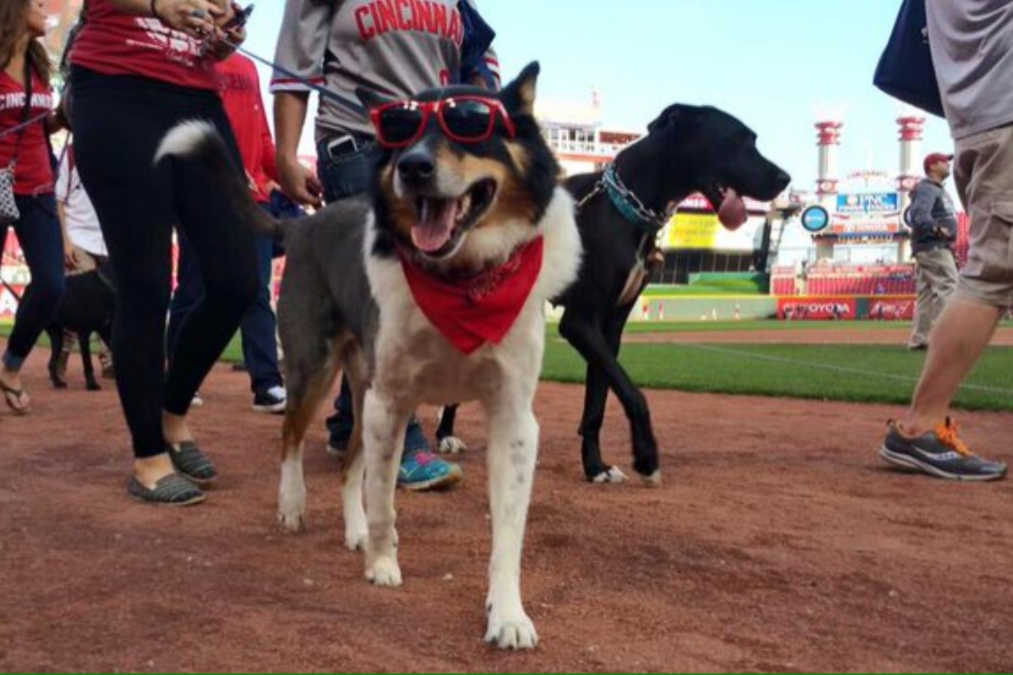 Dog named Tom Brady booed at Cincinnati Reds Bark in the Park night