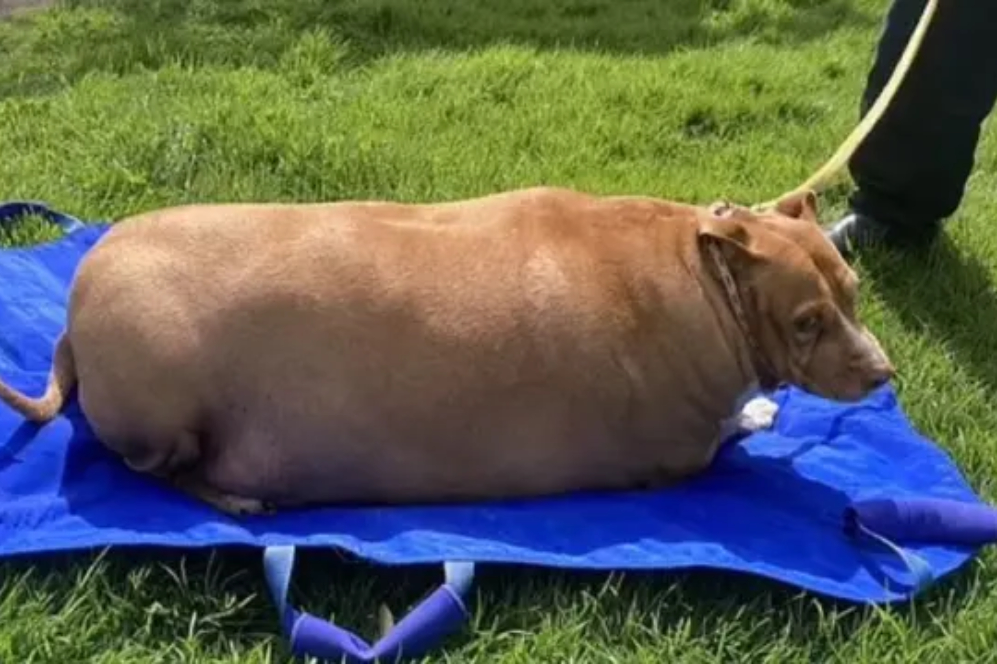 Woman sentenced to prison for her dogs excessive obesity