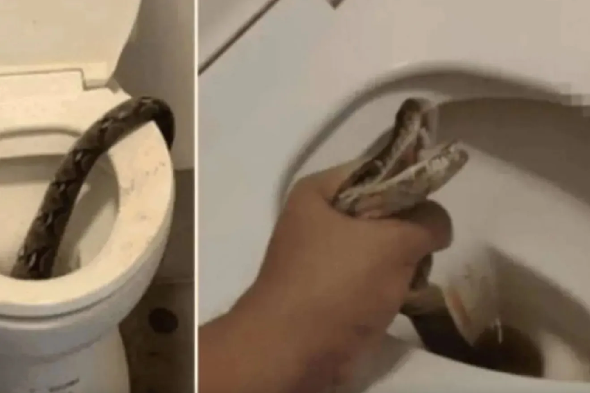 Surprise attack! Snake bites man in the toilet, did he survive?