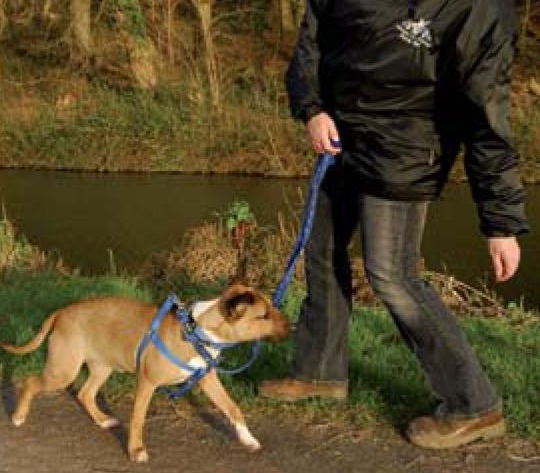 Teach walking on a leash