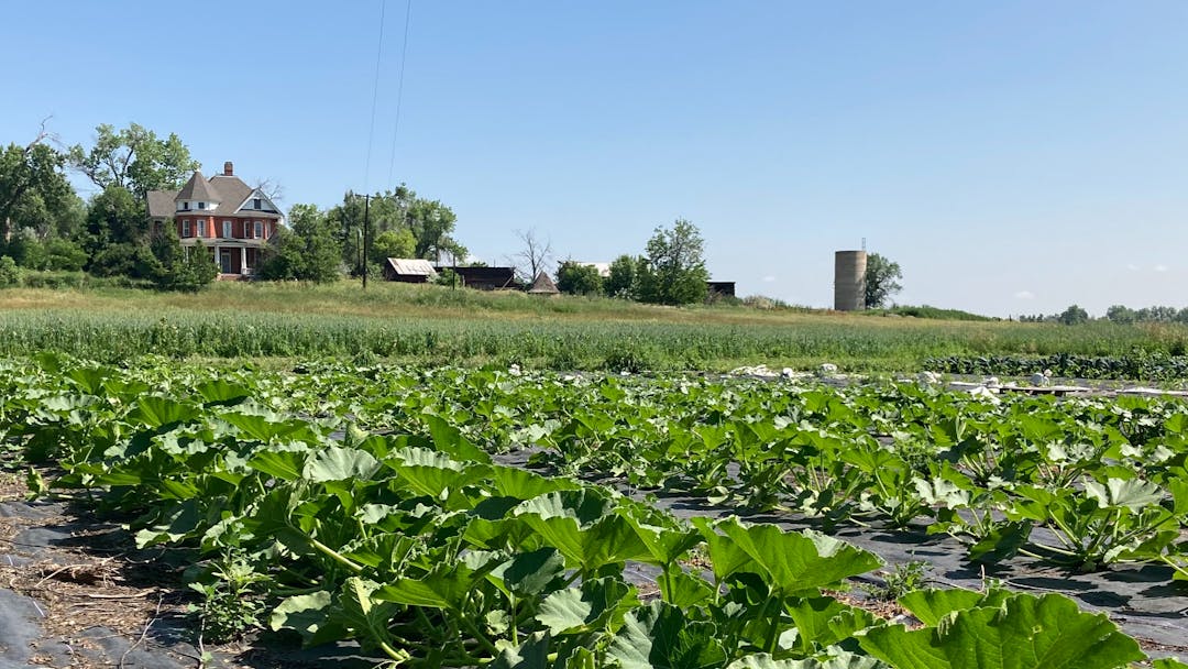 A farm with rows of vegetables growing in a field and the historic Queen Anne style house behind.