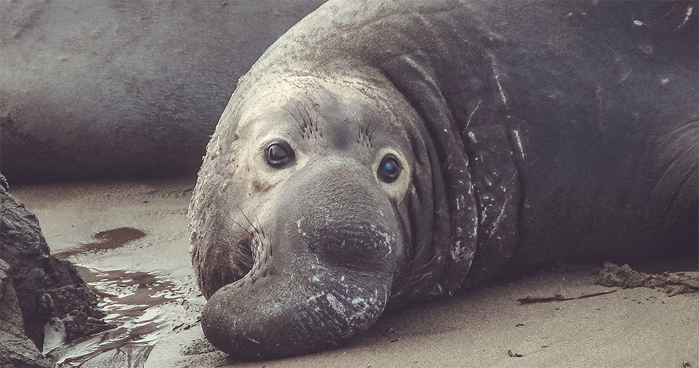 california elephant seal rookery