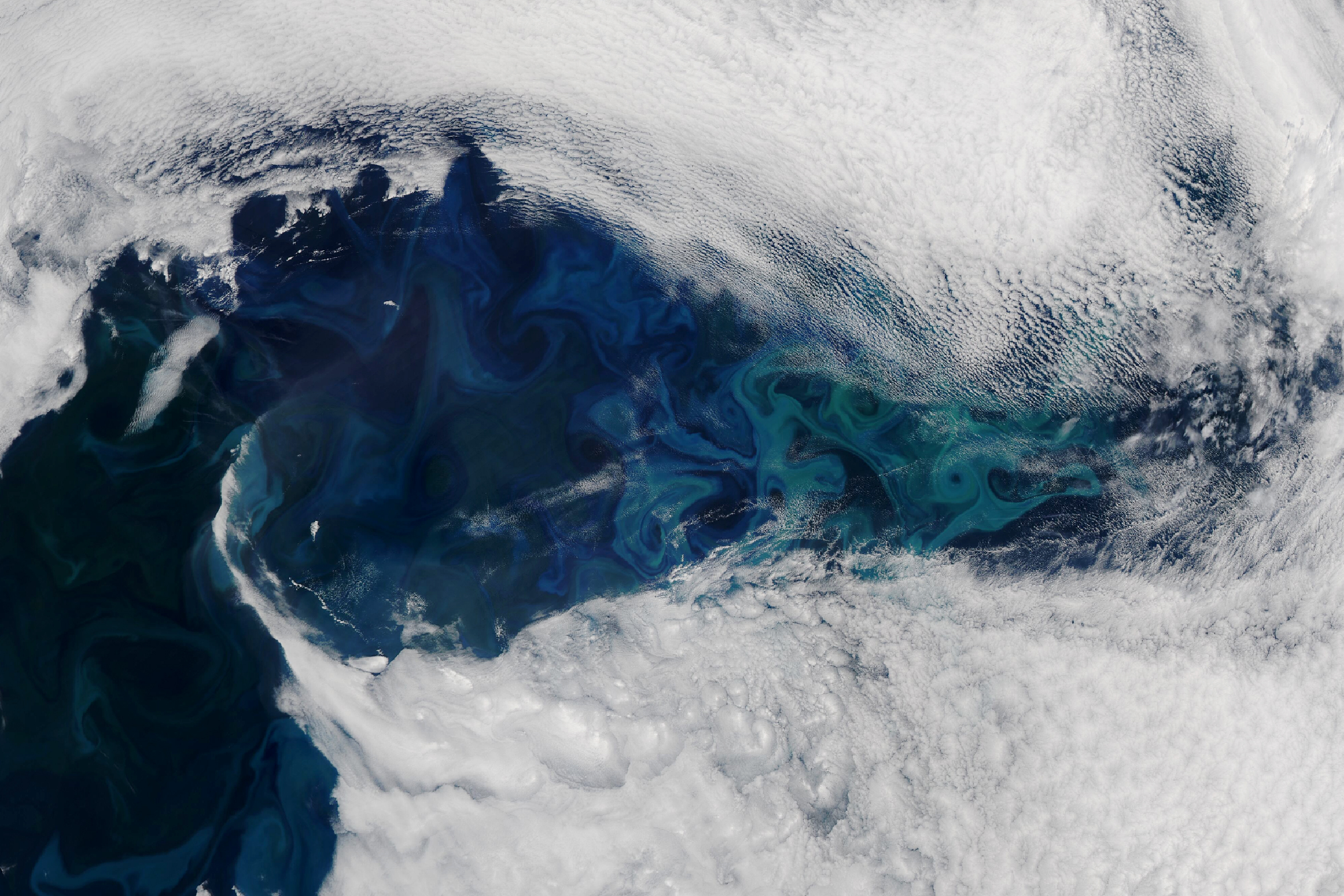 Peek-a-Bloom in the North Atlantic - related image preview