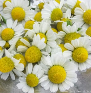 chamomile flowers