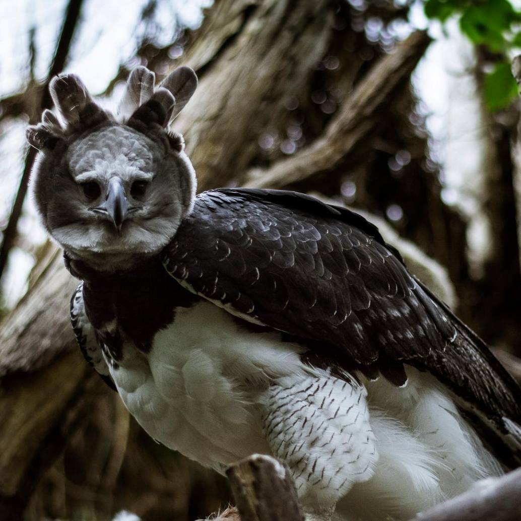 El periquito aliamarillo es una especie endémica de Colombia. Está clasificada como Vulnerable en Lista Roja de la Unión Internacional para la Conservación de la Naturaleza (UICN). Foto cortesía Bioparque La Reserva.