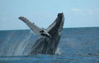 Una ballena en Bahía Solano, uno de los lugares para poder hacer avistamiento. FOTO: Colprensa