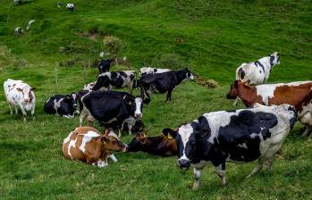 Las autoridades prometieron ayudas para los propietarios de 17 vacas muertas en Medellín. Foto: Juan Antonio Sánchez