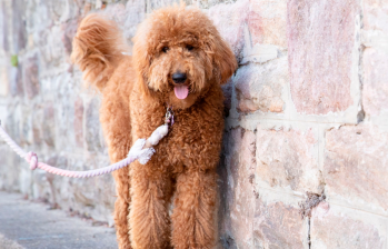 Goldendoodle, el perro que parece un ser humano