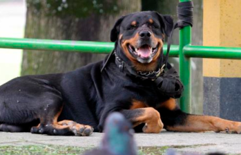 ¿Cómo influye la alimentación en el envejecimiento de las mascotas?