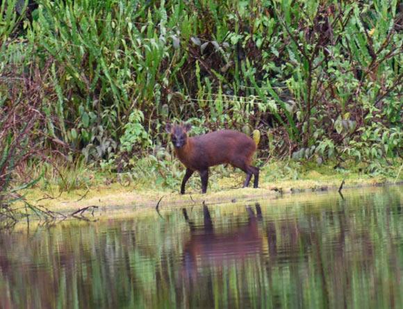 Investigadores dicen que, aunque la especie era conocida desde 1968 en Perú, se identificaba como la misma que la del norte y nunca nadie la había separado. FOTO Cortesía Servicio Nacional de Áreas Naturales Protegidas por el Estado de Perú