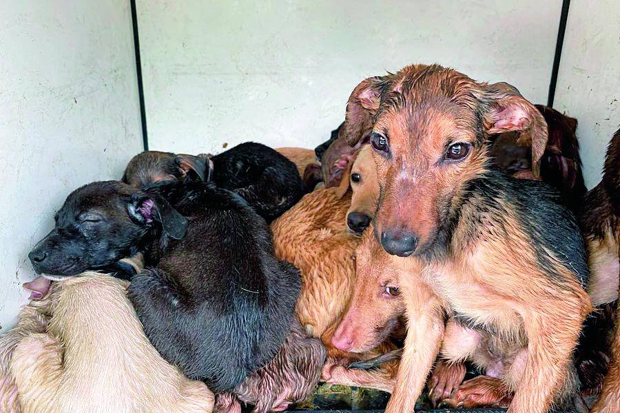 Estas dos dolorosas imágenes corresponden al rescate de 54 perros de raza en la Comuna 13 para el negocio de inescrupulosos. La otra es del rescate de 38 perros confinados sin agua ni comida en Villa Hermosa. FOTO: Cortesía