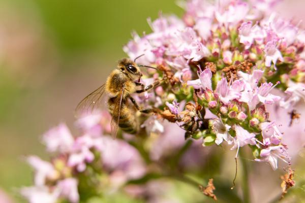 Biodiversity Belgium - Beekeeping