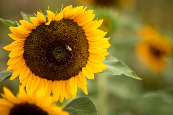 Biodiversity Belgium - Landscapes