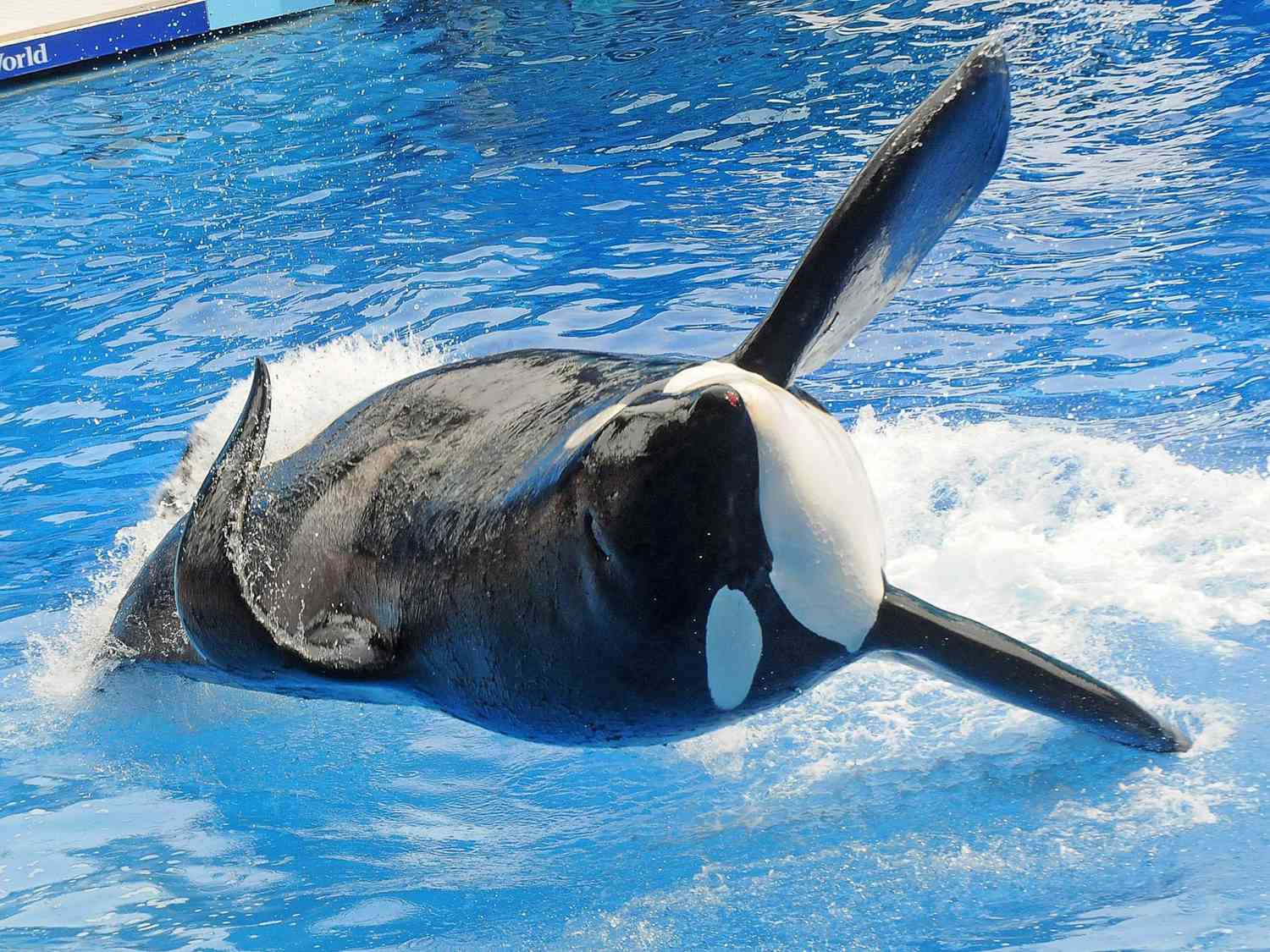 Killer Whale That Killed Its Trainer Returns To Show At SeaWorld