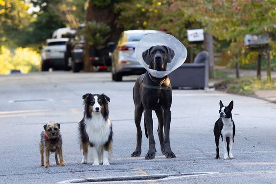 (from left) Elsa (plays Maggie), Bennie (plays Bug), Sophie (plays Reggie), Dalin (plays Hunter), and director Josh Greenbaum on the set of Strays.