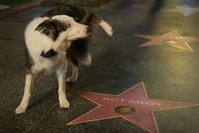 Messi the dog peeing on Matt Damon's Walk of Fame star after the Oscars 2024