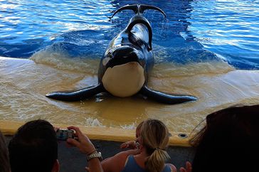 '' Blackfish was snubbed in the Best Documentary Feature catagory, and it received many positive reviews at Rotten Tomatoes and Metacritic. Even though it was