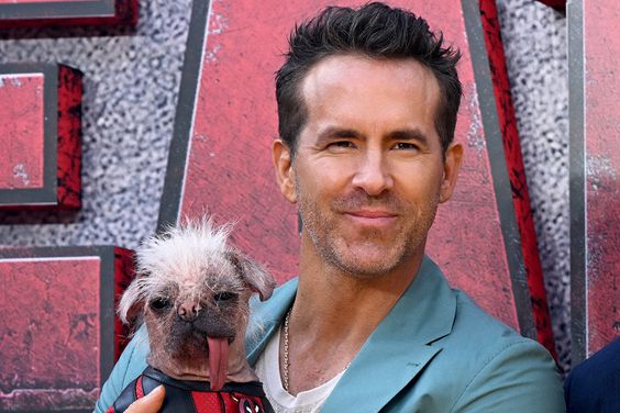 Canadian-US actor Ryan Reynolds (L) and Australian actor Hugh Jackman, pose with UK's Ugliest Dog Winner Dogpool on the red carpet upon arrival to attend the UK sneak peek event for "Deadpool & Wolverine", at the Eventim Apollo, Hammersmith, west London on July 11, 2024