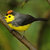 redstart_ruckus thumbnail